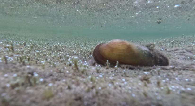Versenyt futott az idővel egy kagyló a Dunán – végül váratlan fordulat mentette meg az életét  videó