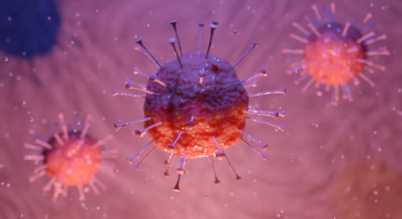 A tengeri rózsák 600 millió éves immuntrükkje