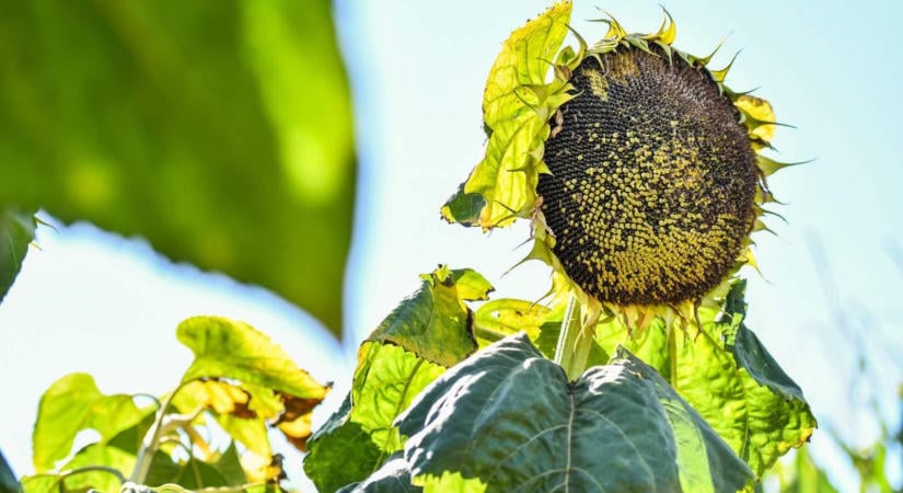 K&H: az agrárium jövőjének kulcsa: agrotechnológia és szerkezetváltás