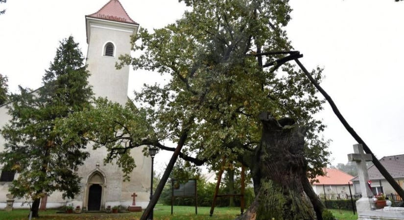 Ahol a fák történeteket őriznek – Győr-Moson-Sopron különleges természeti kincsei