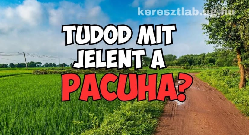 Napi tájszólás feladat: Melyik jelentés a pacuháé a három közül?