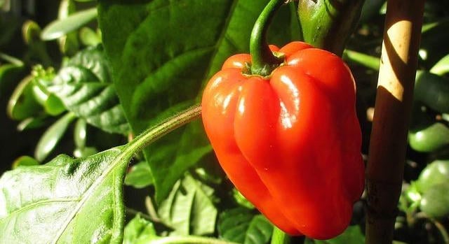 A teljes termesztési folyamat újragondolása növeli a zöldségtermesztés hatékonyságát