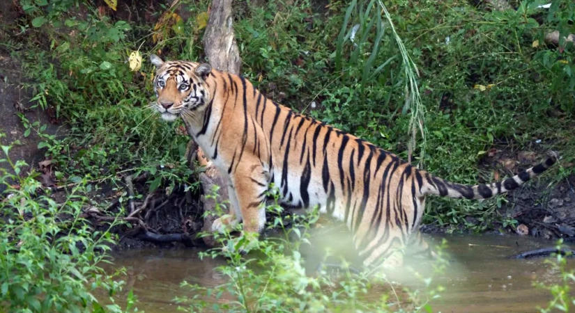 Egy pásztor csodával határos módon túlélte egy tigris támadását