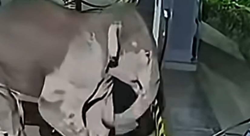 Elefántok álltak be egy autós töltőhöz, nem lett jó vége