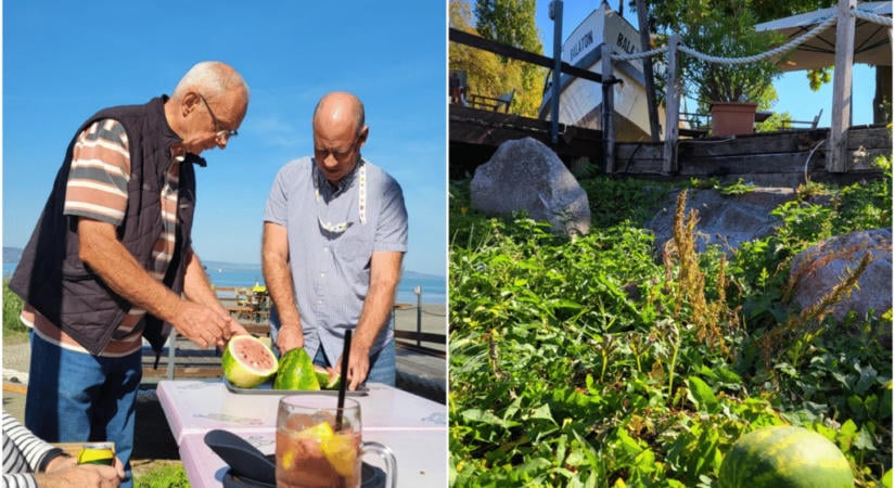 Dinnyét szüreteltek a Balaton kiszáradt medréből – vészjóslónak tűnhet, de nem ez a baj
