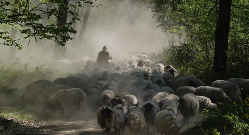 Veszélyben a magyar pásztorok: ezt kérik megmaradásuk érdekében