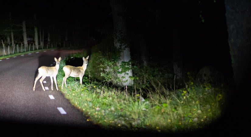 300 ezres kárgaranciát is érhet a jól felszerelt vadriasztó, de sok autós egy alapvető dolgot ront el