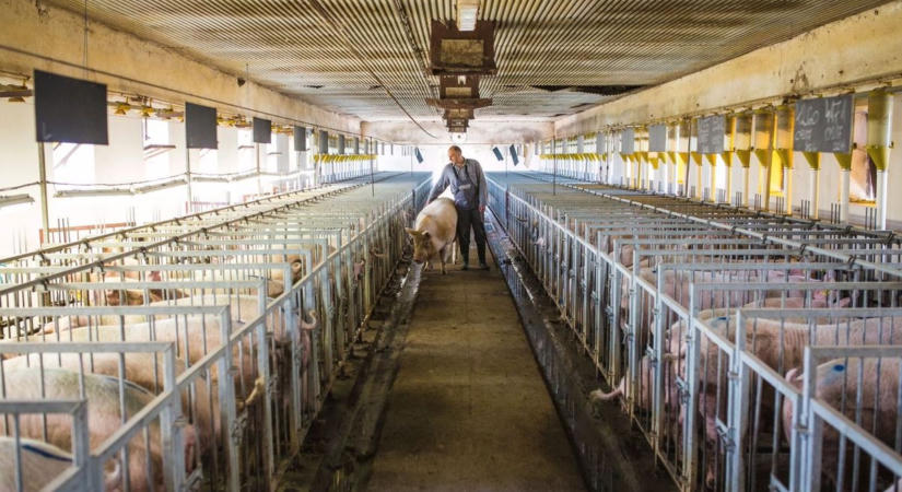 Hiába a szigorú intézkedések, terjed a pestis – ez nagyon rossz hír a sertéstartóknak