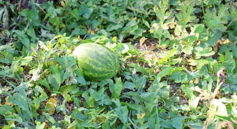 Görögdinnye termett a Balaton kiszáradt medrében: le is szüretelték a termést