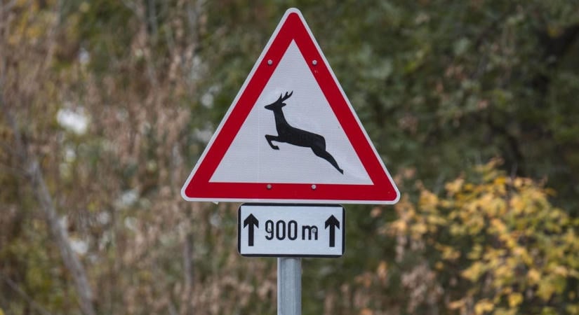 Mit tegyünk, ha elgázolt állatot látunk az úton? És mit semmiképpen se?