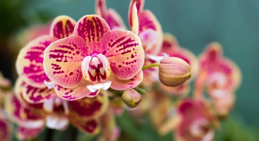 Soha ne tedd ezt az orchideával ősszel: hónapokig várhatsz az új virágokra