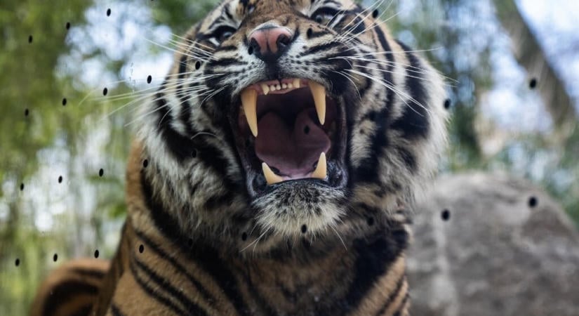 Halálra mart egy tigris egy látogatót az angliai vadasparkban