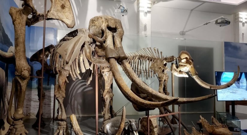 28 000 éves mamutokra találtak egy építkezés alatt