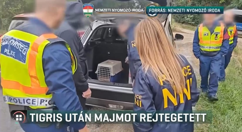 Kistigris után selyemmajmot találtak ugyanannál a férfinál, letartóztatták