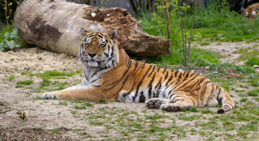 Fejénél ragadta meg az alvó nőt a tigris, majd 300 méteren át vonszolta