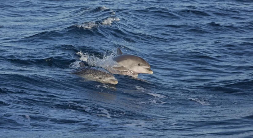 Olaszország partjainál egyre több delfint figyelnek meg