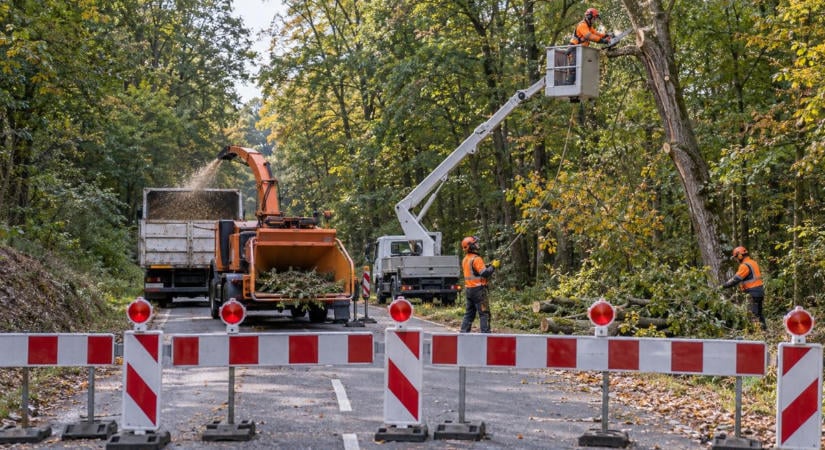 Teljes útzárra készülhetnek az autósok fakivágás miatt