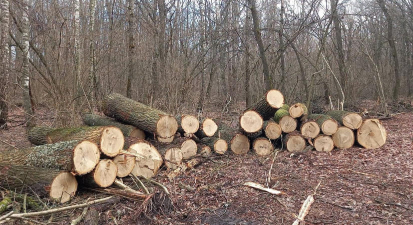 Több mint 1,2 millió hrivnyás kártérítést ítélt meg a bíróság illegális fakitermelés miatt a Técsői járásban