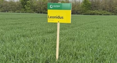 Leonidus: nagy termés, stabil minőség