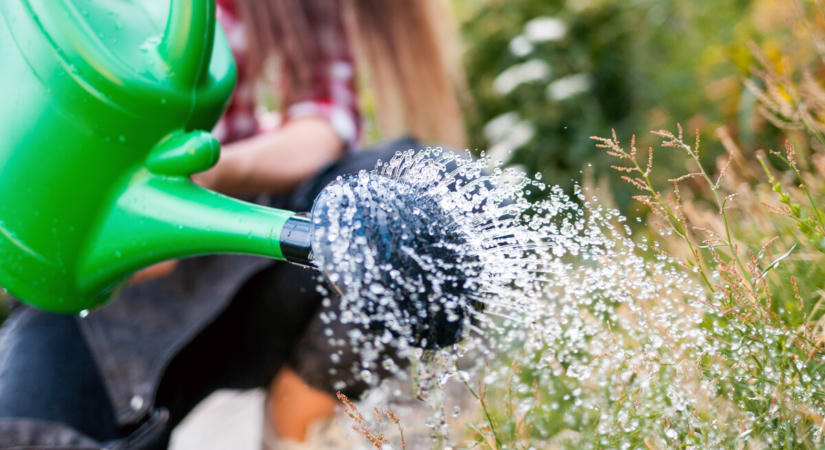 Esővízgyűjtőt használsz? A nyári melegben a víz minőségére is figyelni kell