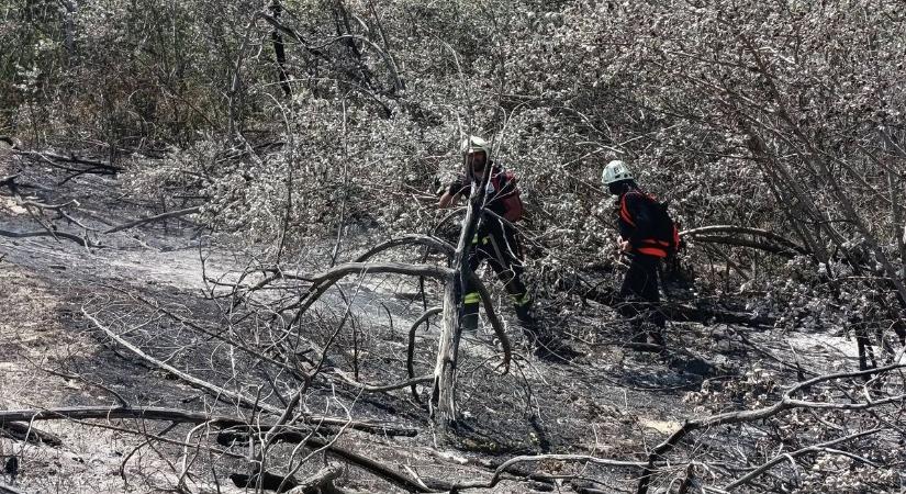Megfékezték a lángokat a bugaci erdőnél  fotók