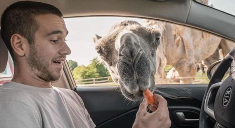 Nagy Adri divatbemutatón, Herczeg-Kis Bálint safari parkban járt