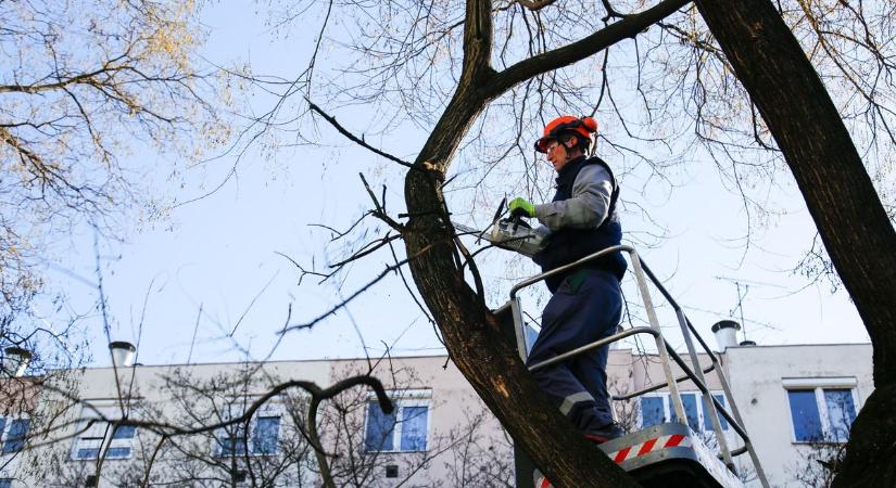 Gallyaznak a szakemberek a szolnoki Csokonai úton