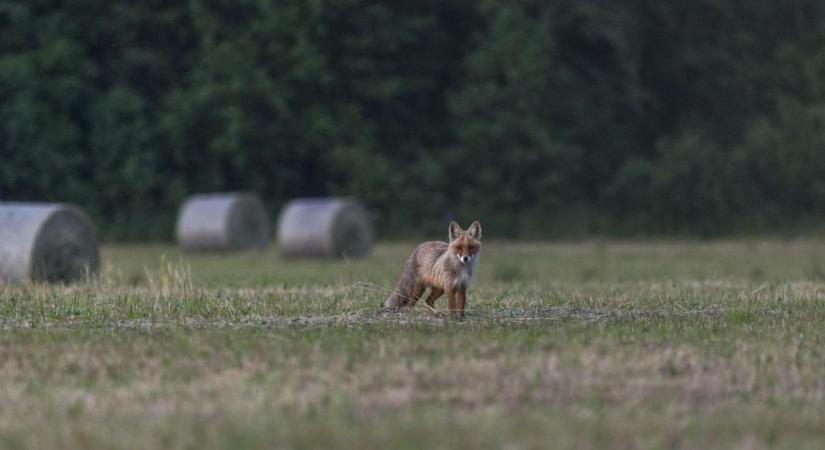A Vadászkamara a kotorékvadászat szabályainak szigorítását támogatja, de a módszer betiltását nem