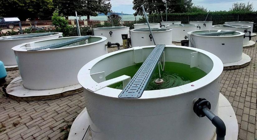 Mi lehet a gyógyír a Balaton algásodására?