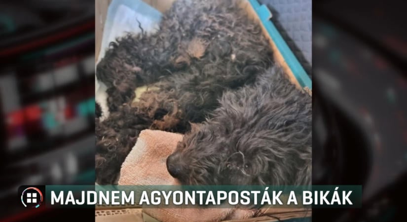 Majdnem agyontaposták a bikák a kidobott kutyát