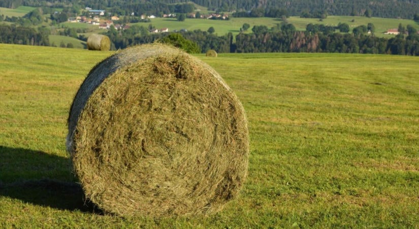 Honnan lesz széna télire? Drága döntés előtt a magyar állattartók