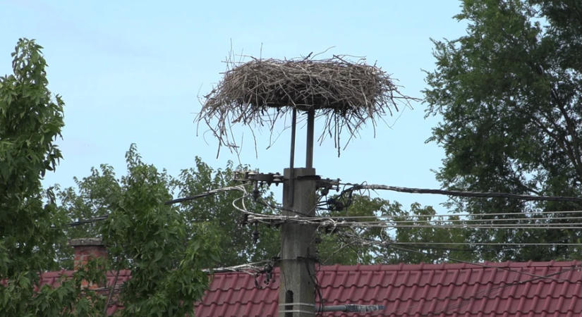 Sok pár fészkelt, de kevesebb volt a fióka
