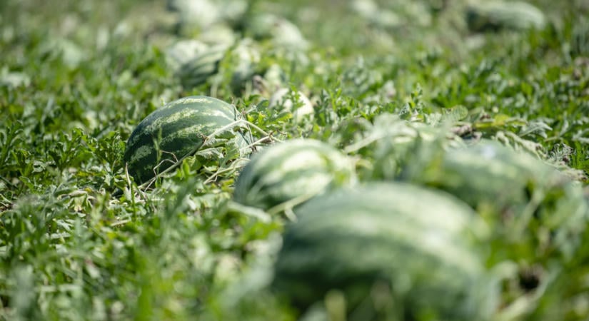 Az Agrárkamarának se akarják fizetni a díjat