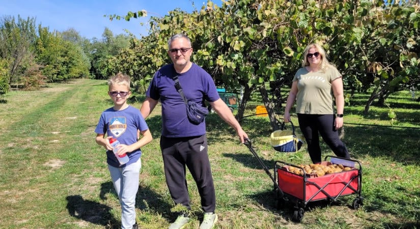 Elfelejthetjük az olasz kivit? Mázsaszámra terem a prémium gyümölcs Zalában