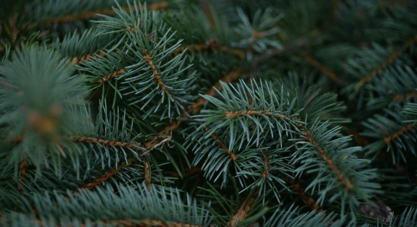 Fenyő- és tujaágakat várnak az adventi koszorú készítéséhez Újszászon