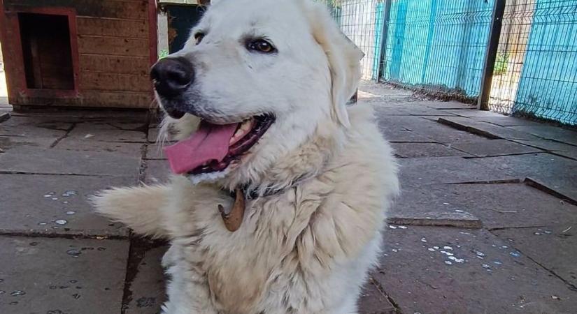 Bajba került Mex, a szépséges óriás, árván maradt a gyönyörű kuvasz