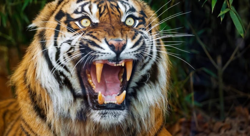 Kiderült, kit marcangolt halálra a tigris az angliai állatkertben
