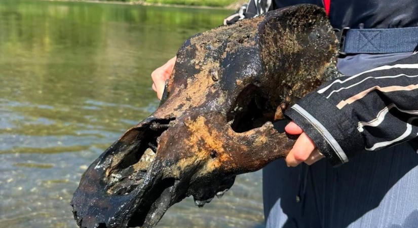 Jégkorszaki állat koponyája került elő az apadó Tiszából