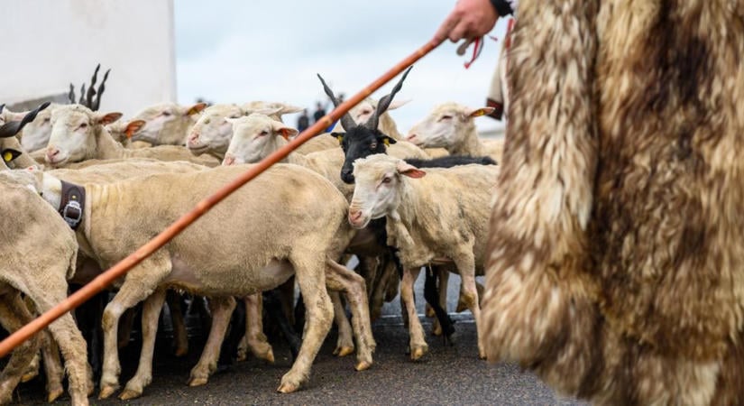 Olyan tudást őriznek a pásztorok, ami a mai gazdáknak is aranyat ér