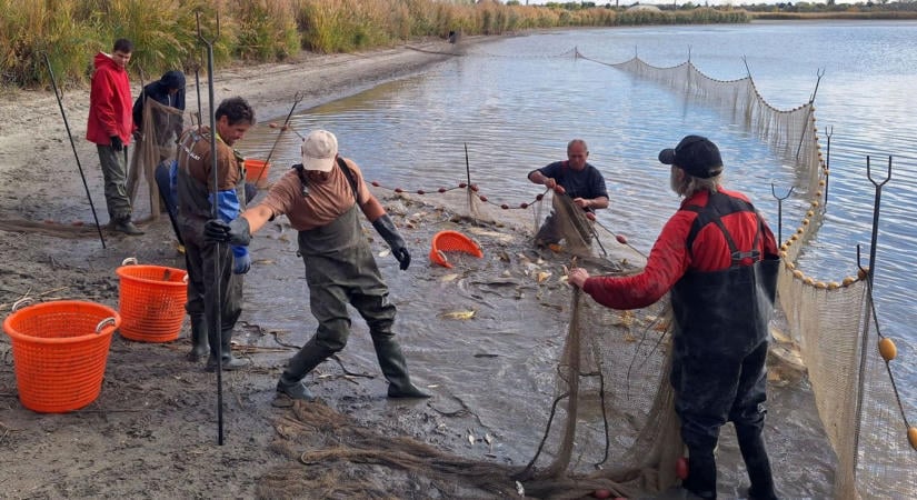 Lehalászták a tatai tavat, több tonna ponty került a Dunába