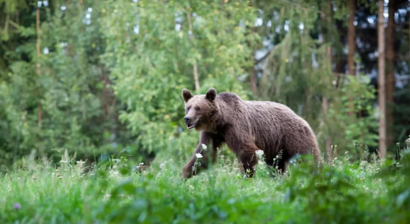 Jóváhagyta az elnök a romániai barnamedve-állomány gyérítéséről szóló jogszabályt