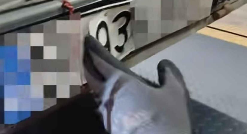 Ilyen trükkös rendszámot még a pénzügyőrök sem láttak, az se semmi, min szúrták ki