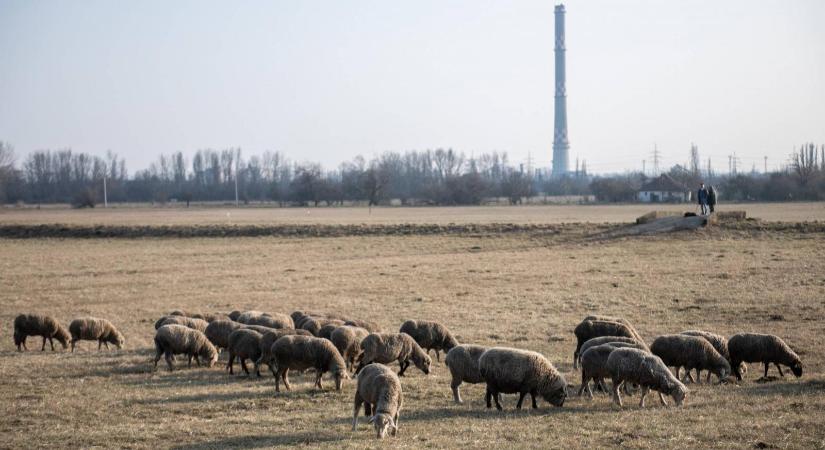 Húsz év után kilakoltatták a Mocsárosdűlőről az illegális gazdálkodót, aki négy hektáron kaszálni kezdett a védett magyar szöcskefaj élőhelyén