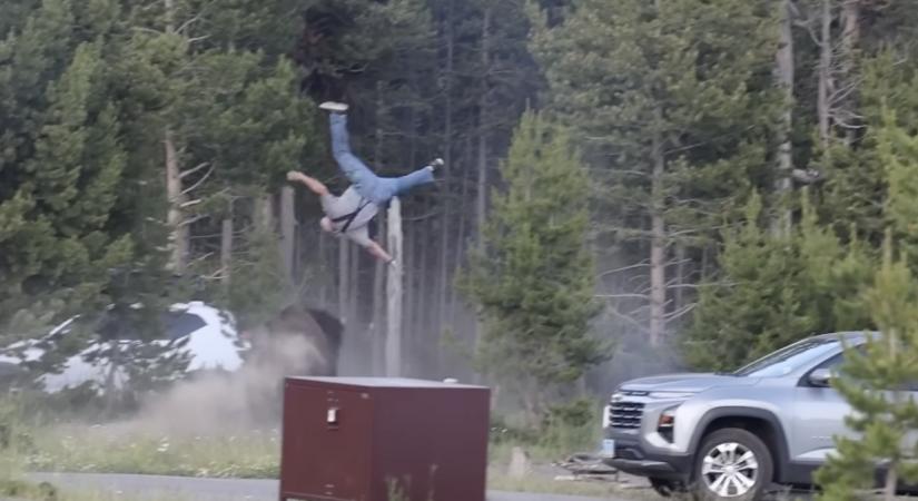 Hatalmas bölénybika dobott a levegőbe és sebesített meg egy turistát a Yellowstone Nemzeti Parkban