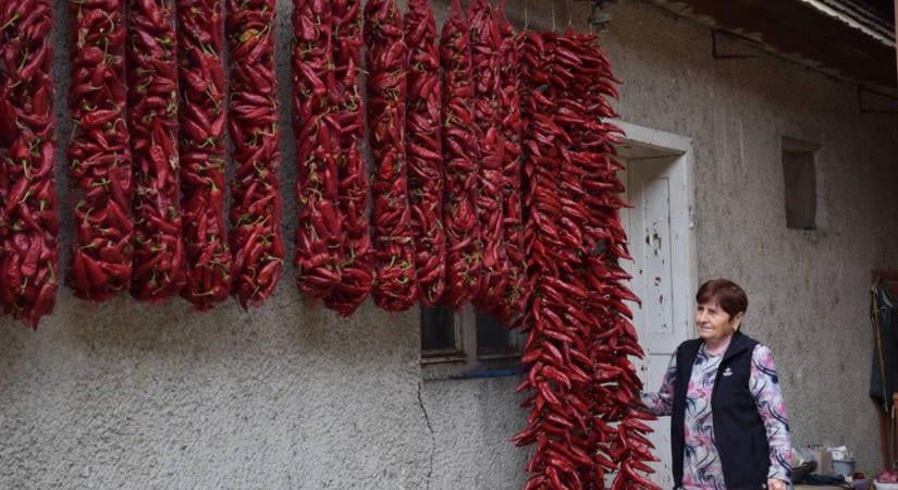 Jó minőségű és bőhozamú az idei fűszerpaprika - Ismerőstől vásároljunk!