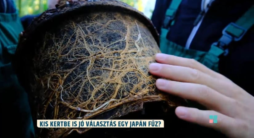 Így marad sűrű és tarka a japán fűz: a rendszeres metszés a gyönyörű lomb titka