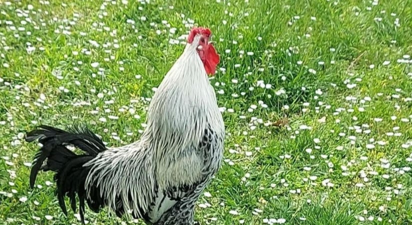 Nemzetközi sztár lett a halála után Sanyi, világhírű amerikai lapban is foglalkoztak vele