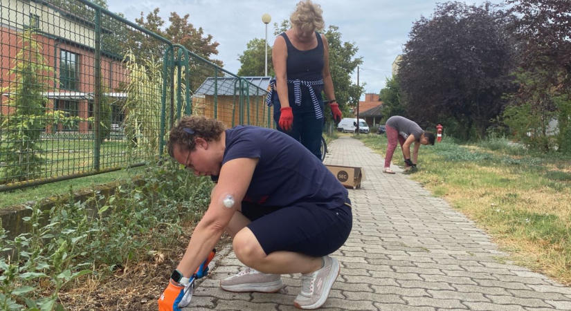 Harc a királydinnye ellen – önkéntesek irtották Baján a gyomnövényt  fotók