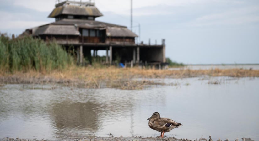 Vitézy Dávid: A Fertő tó strandja 2027 nyarán már használható lesz, a természeti érték megmarad