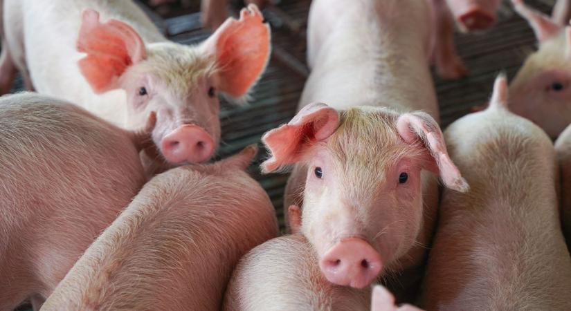 Baj van: a magyar határ közvetlen közelében bukkant fel az afrikai sertéspestis